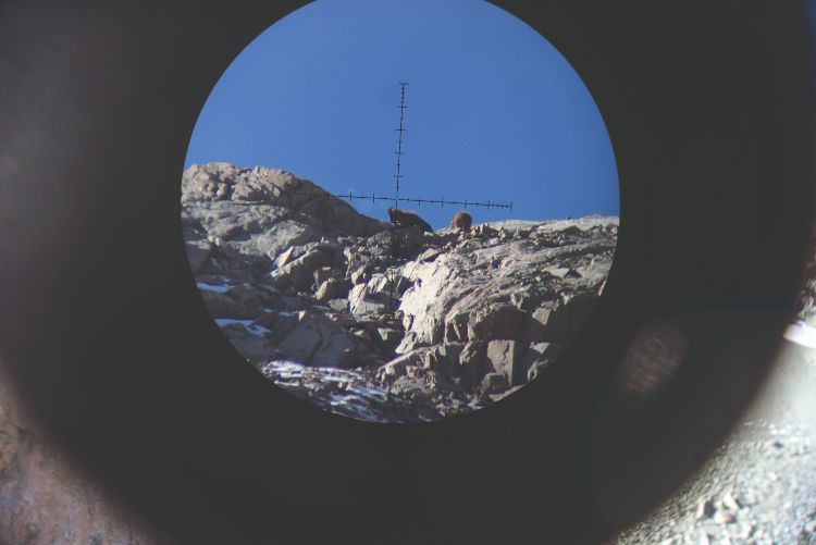 An animal viewed through a rifle scope