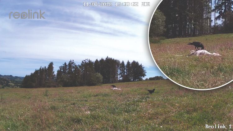 Photo showing the quality of the image afforded by Reolink trail cameras