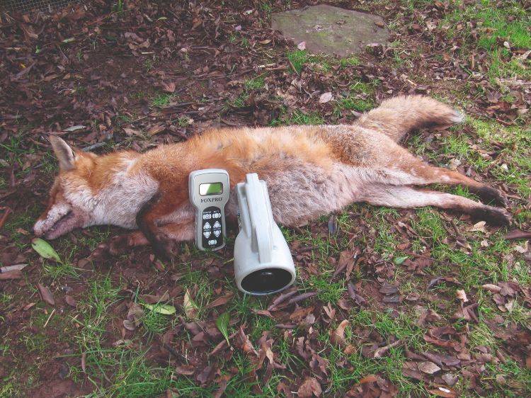 A dead fox with a fox caller