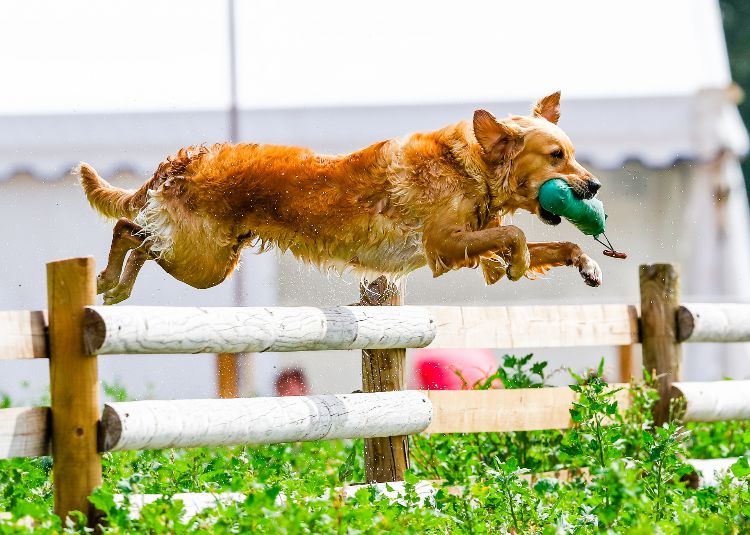 A Labrador jumping a fence with a training dummy in its mouth
