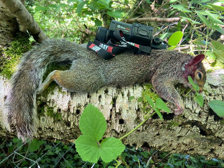A deceased grey squirrel with an Infiray thermal spotter balanced on it