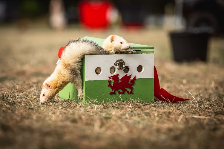 White ferret climbing out of wooden box with Welsh flag on it