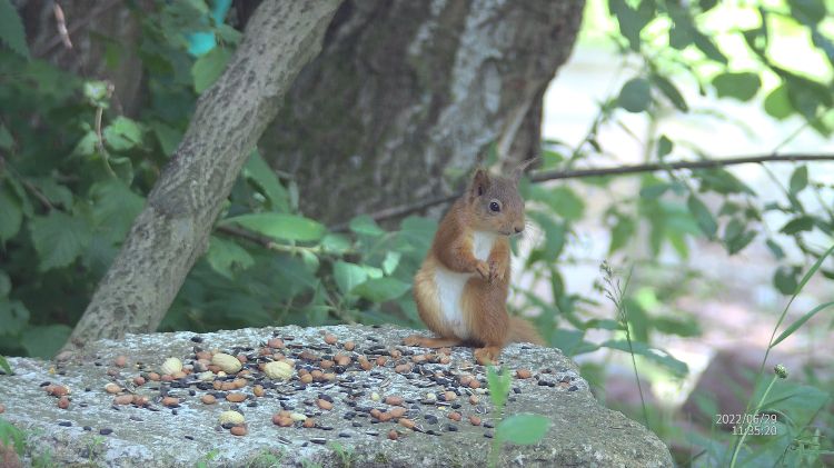 A red squirrel on a log
