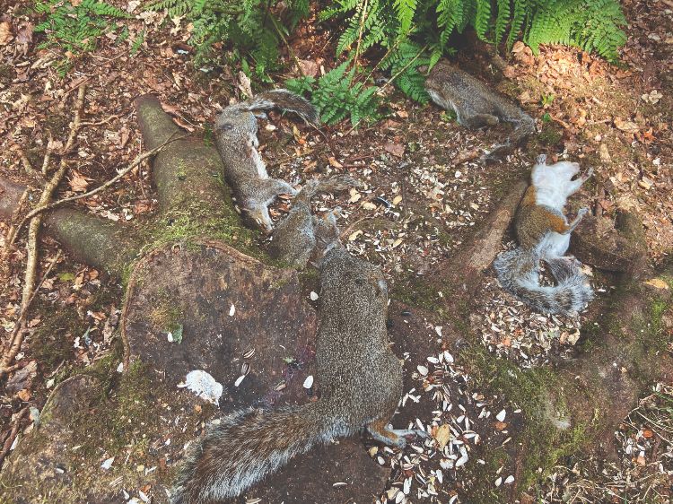 dead squirrels 
